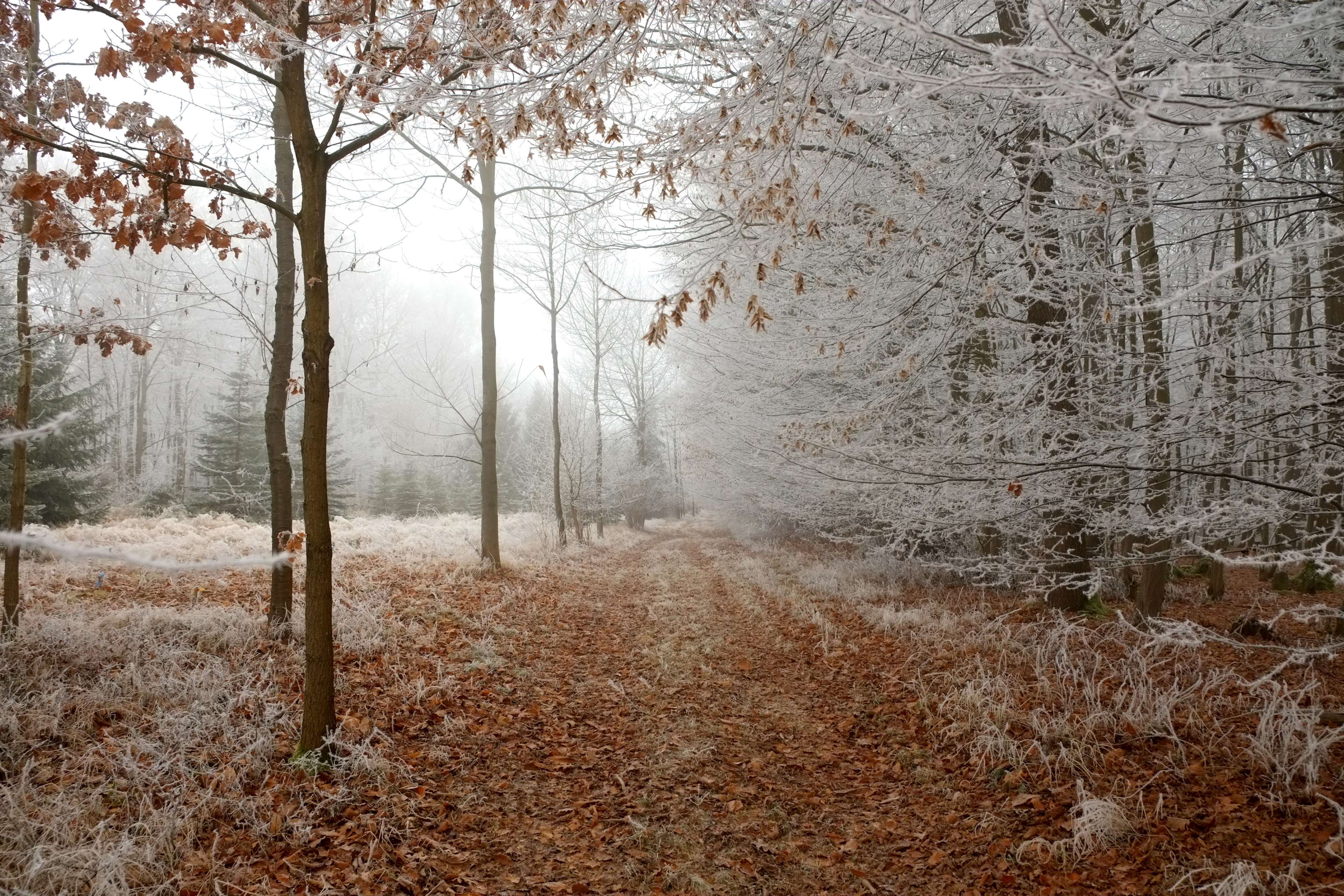 3840x2560 Frosty Autumn Wallpaper