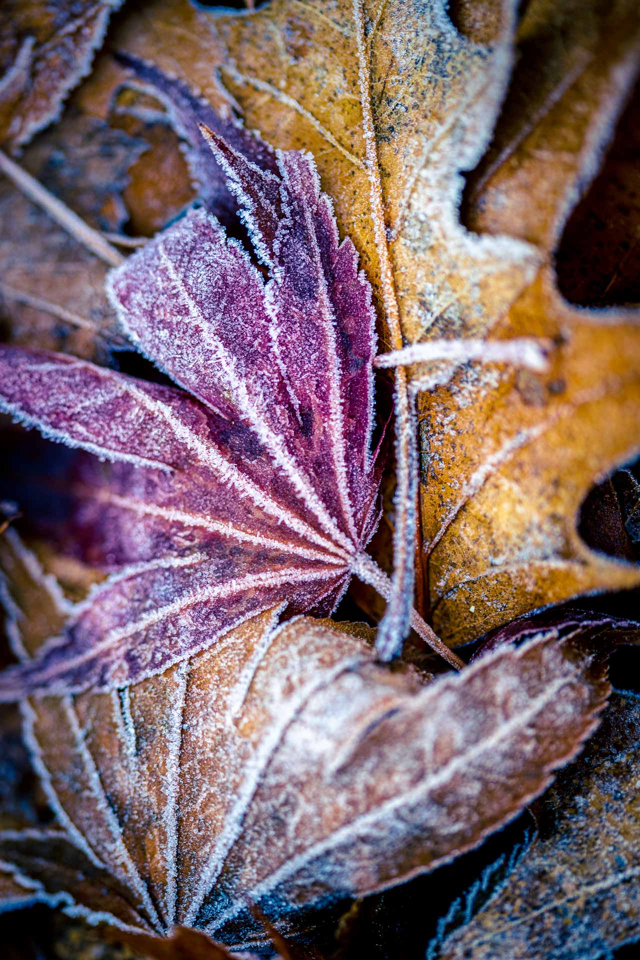 1280x1920 Frosty Fall
