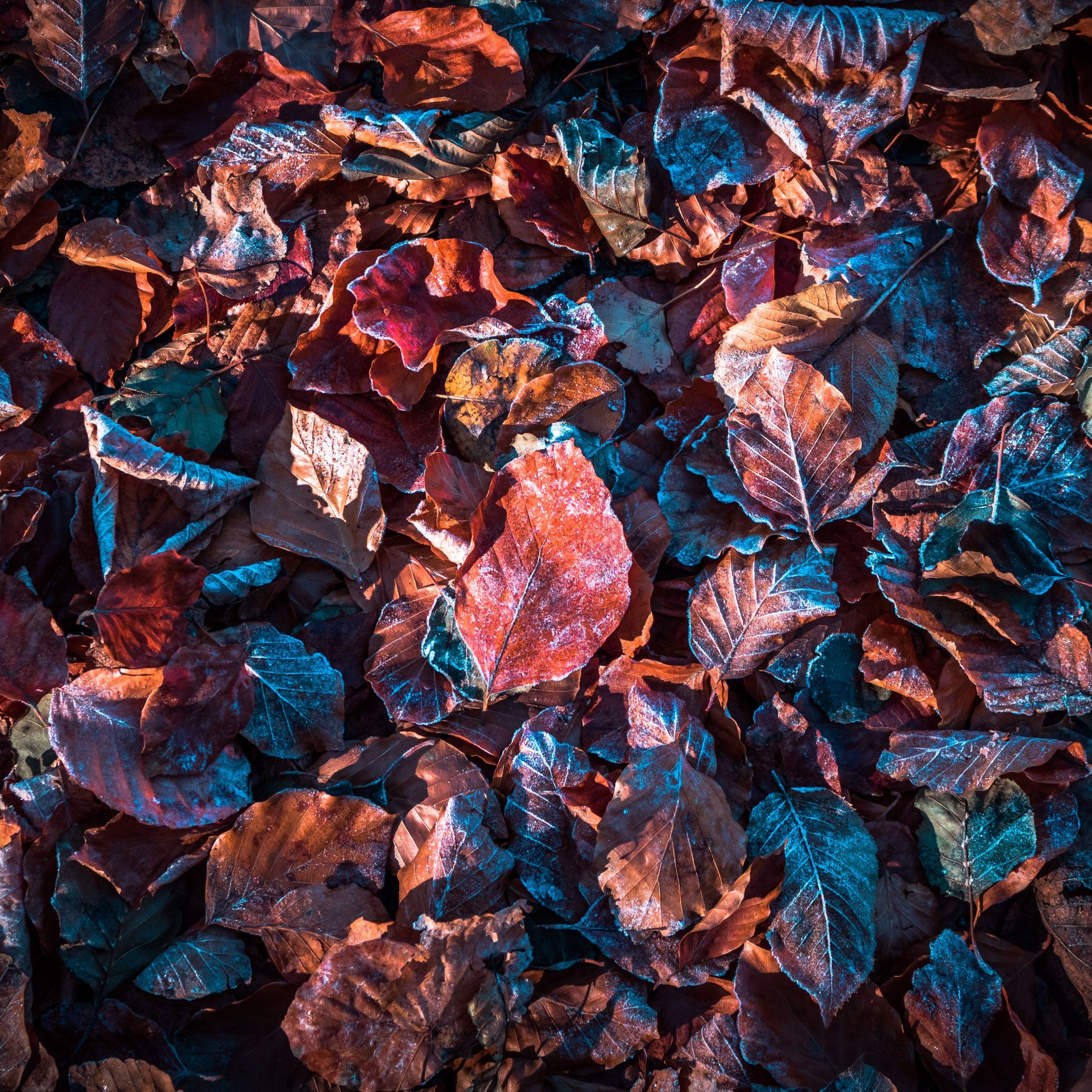 2732x2732 Falling Leaves Background Autumn Leaves Wallpaper 4K, Purple, Snow, Frost, Winter