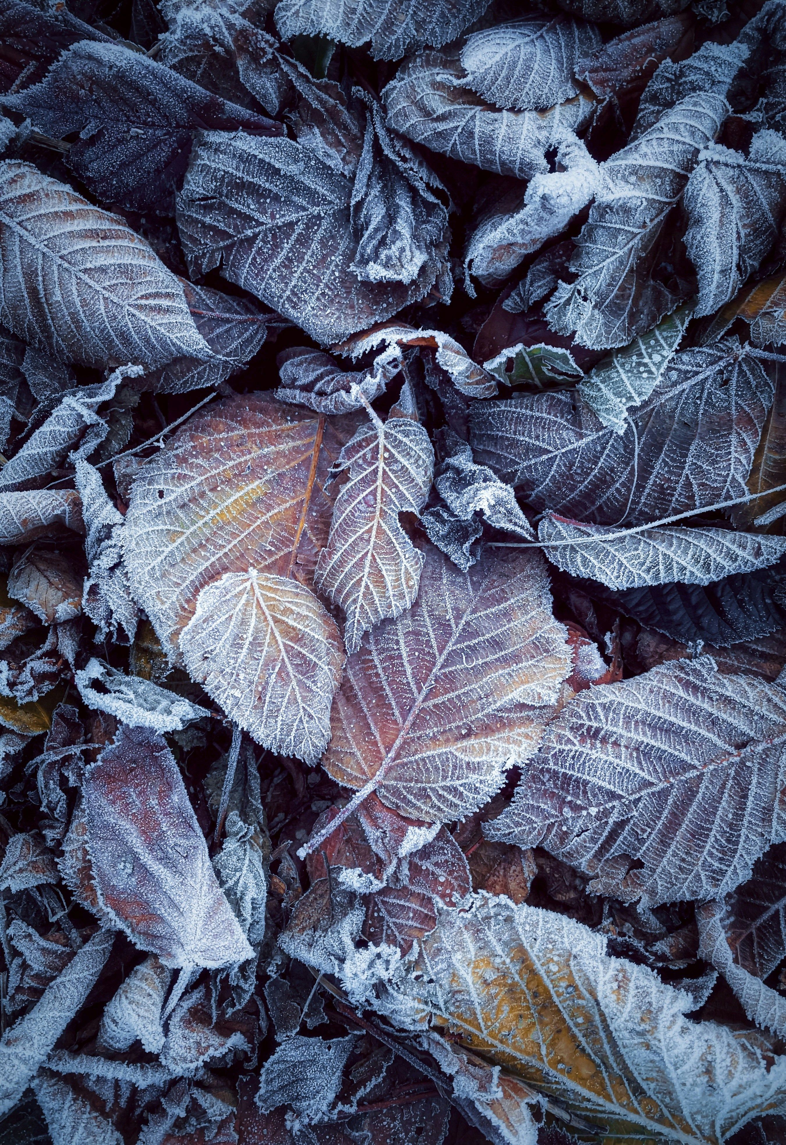 2700x3932 Frost covered fallen autumn leaves on the ground