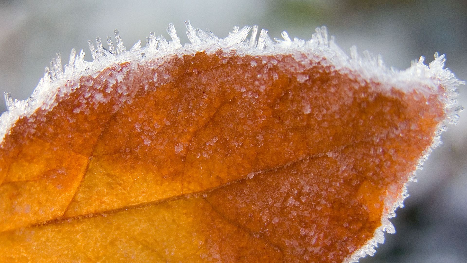 1920x1080 leaves of frost wallpaper