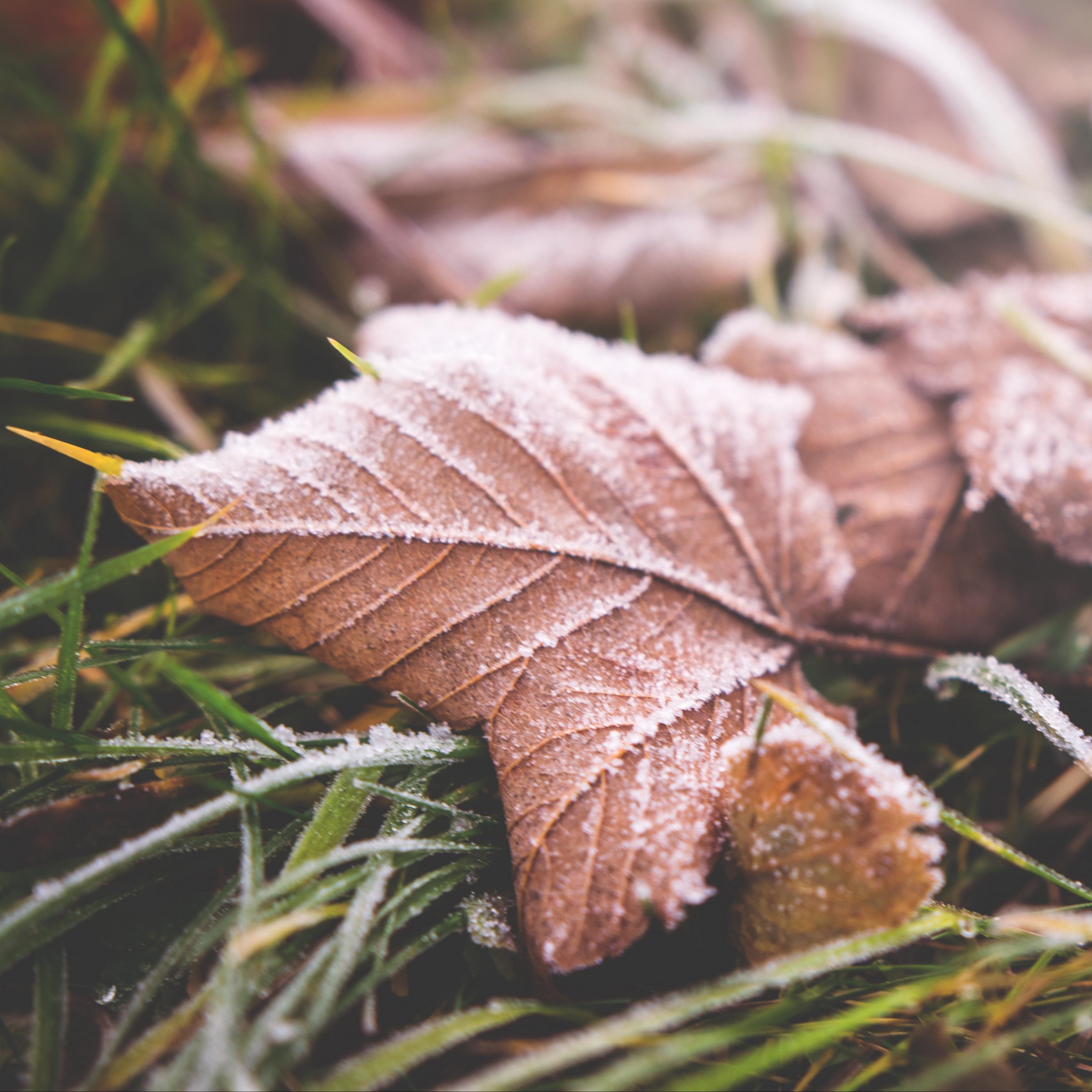 2780x2780 Frosted Autumn Leaves Wallpaper