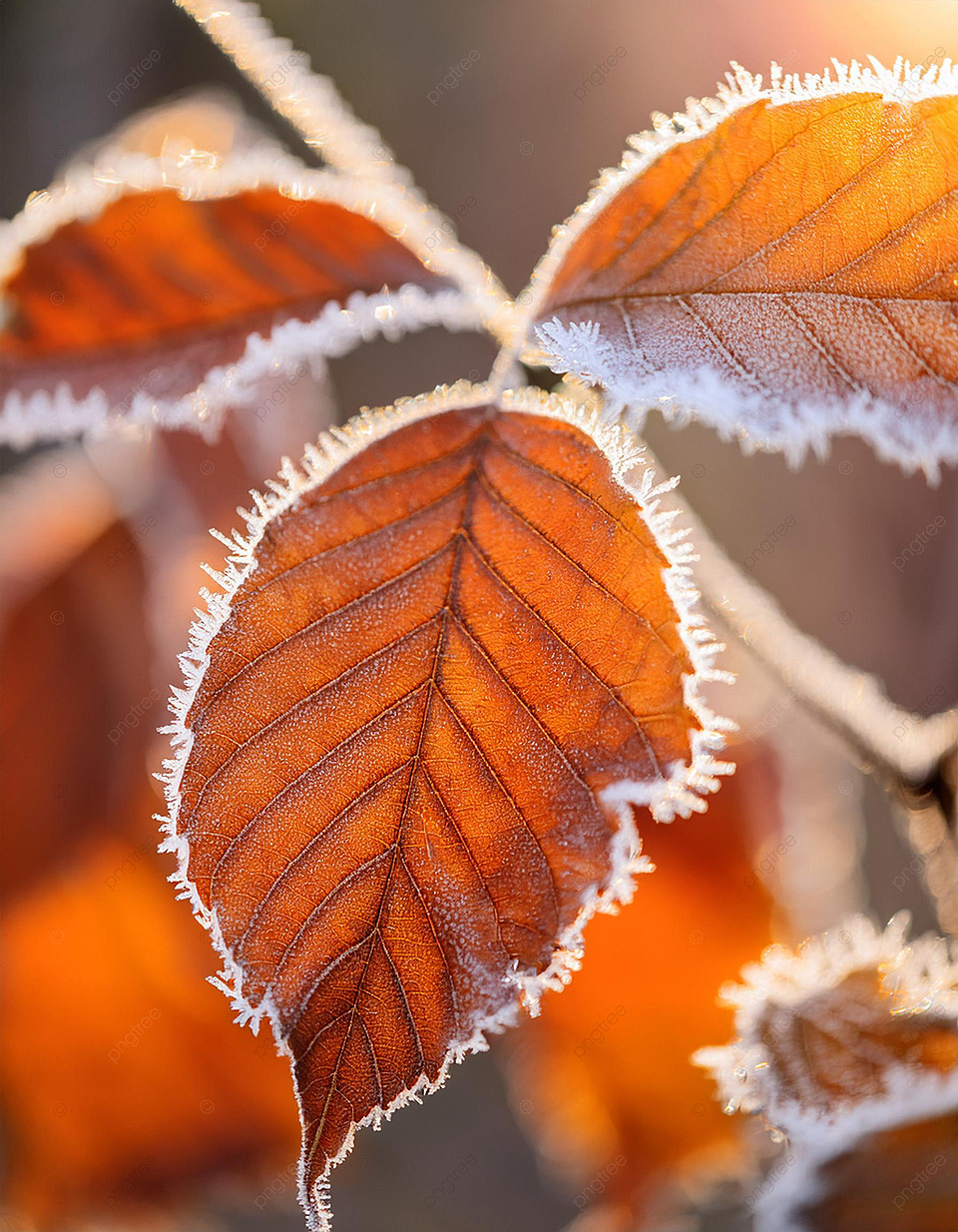 960x1234 Frost On Autumn Leaves Background Wallpaper Image For Free Download