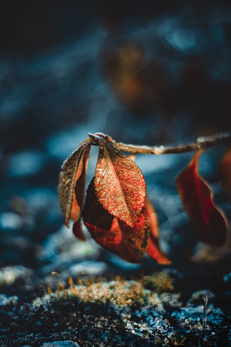 800x1200 Frost covered brown tree leaves, HD phone wallpaper