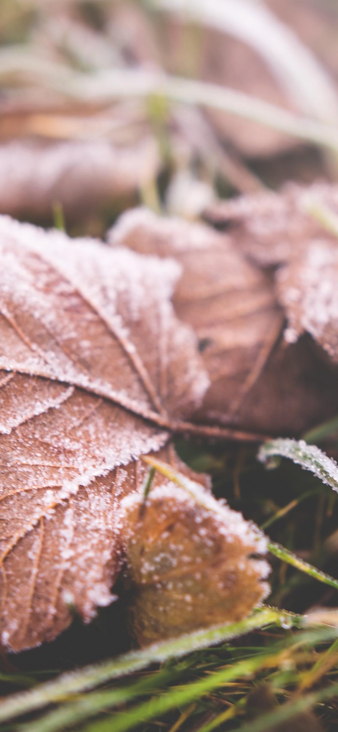 1125x2436 Frosted Autumn Leaves Wallpaper