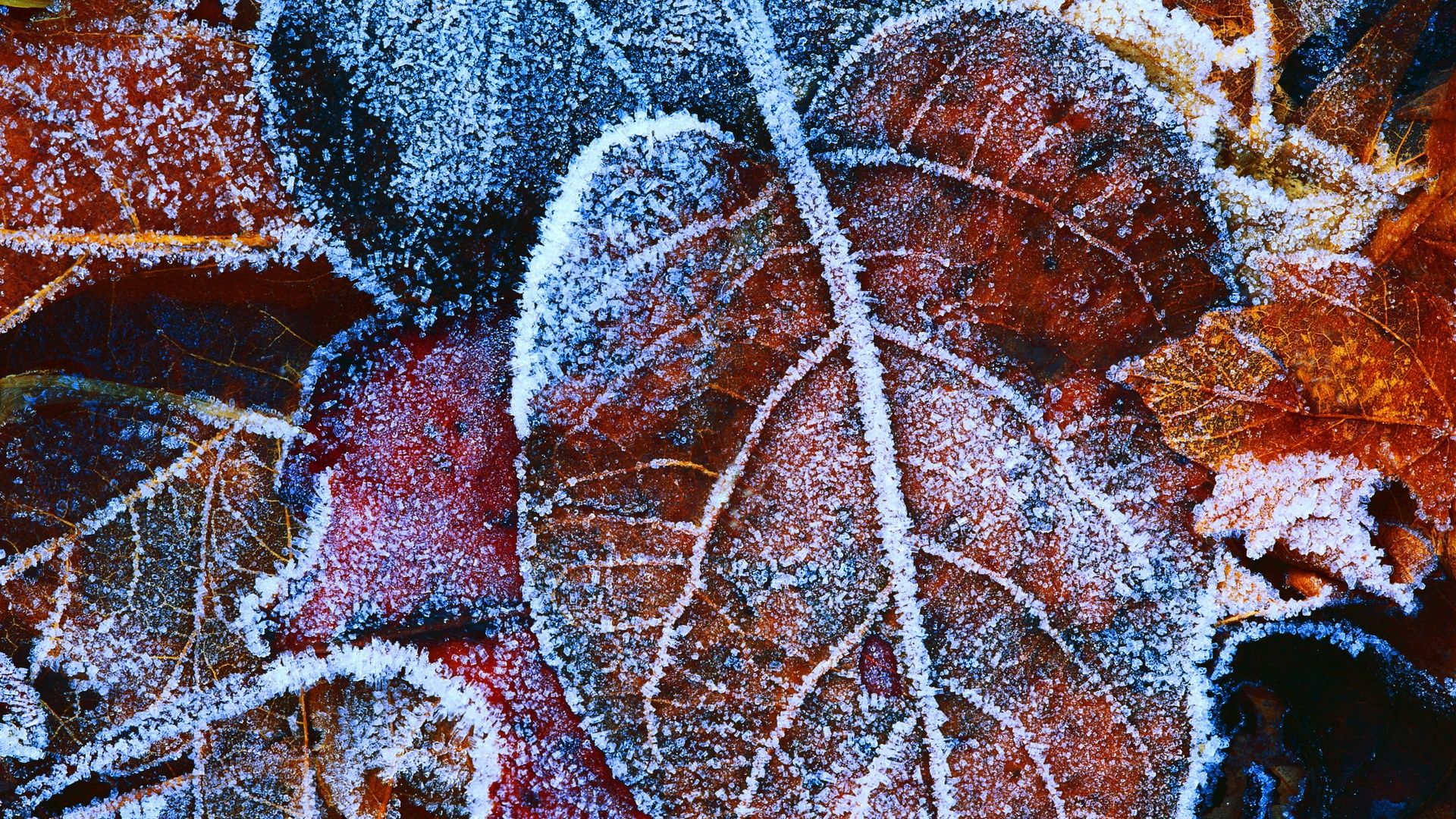 1920x1080 The Red Leaves Of Frost 640x960 IPhone 4 4S Wallpaper, Background, Picture, Image