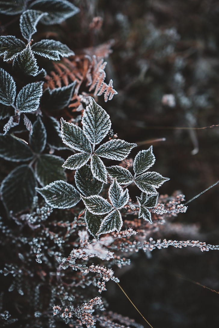 728x1091 HD wallpaper: leaves, hoarfrost, snow, autumn, carved, winter, cold temperature