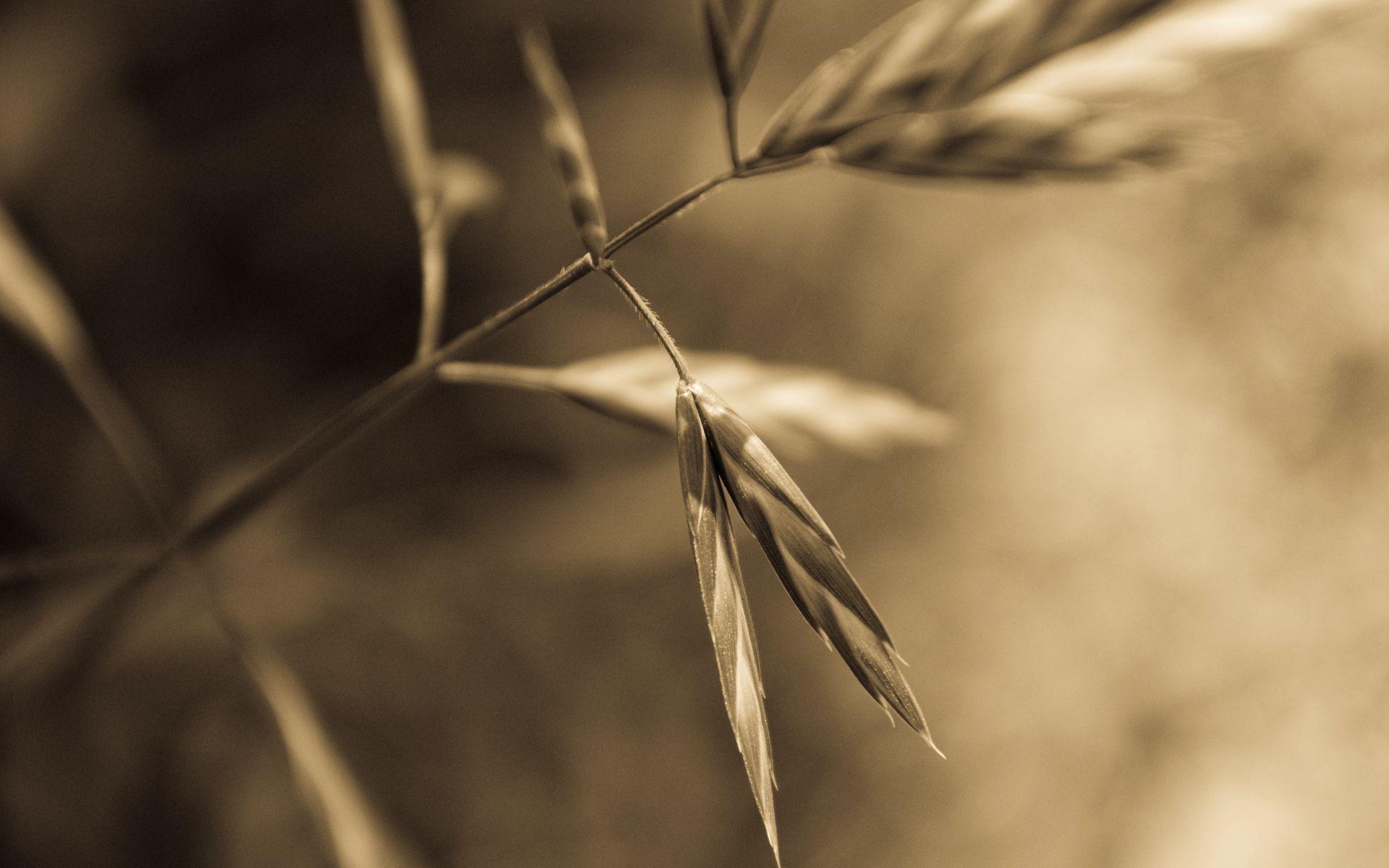 1920x1200 Sepia Wallpaper