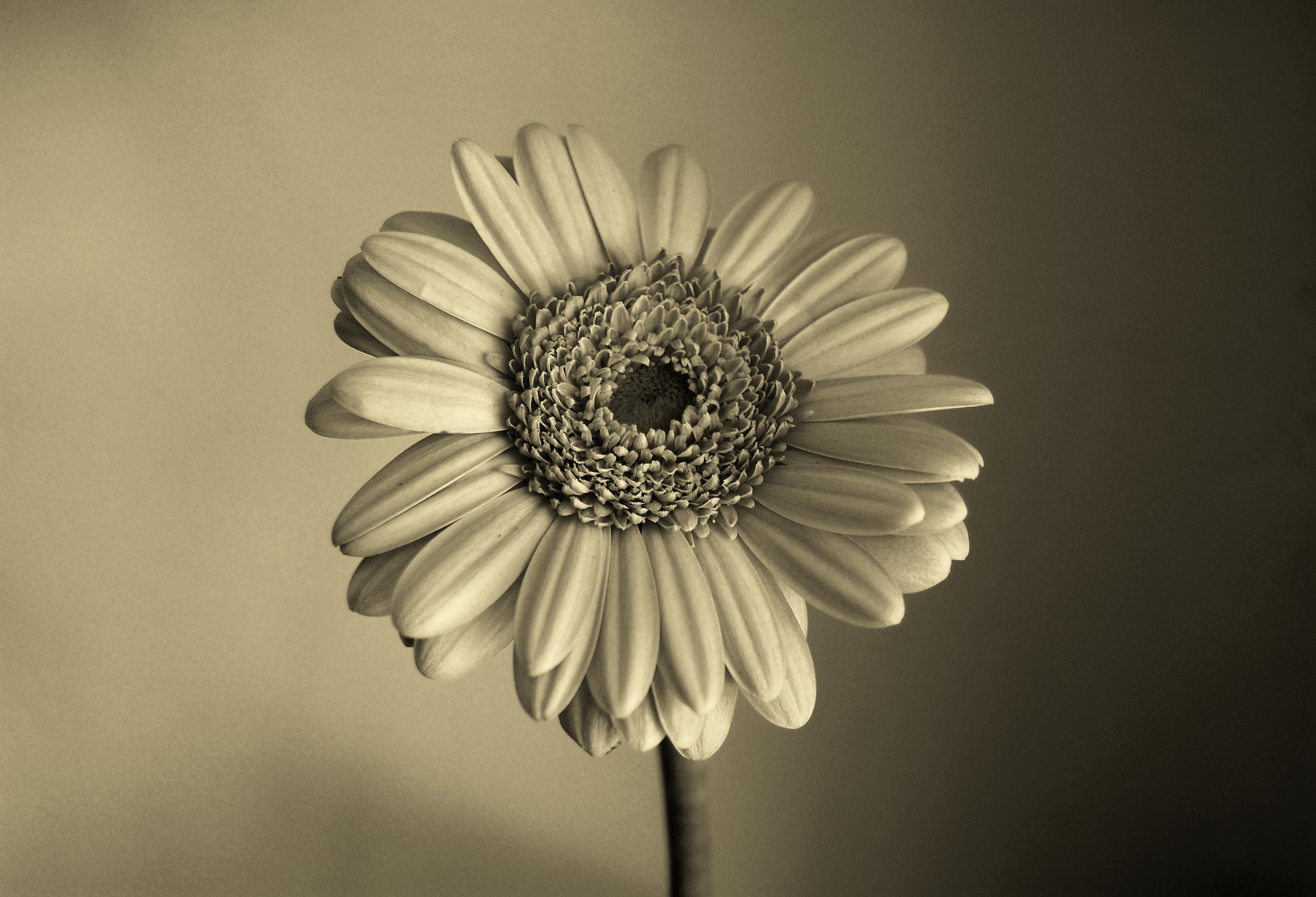 2935x2000 Sepia Wallpaper