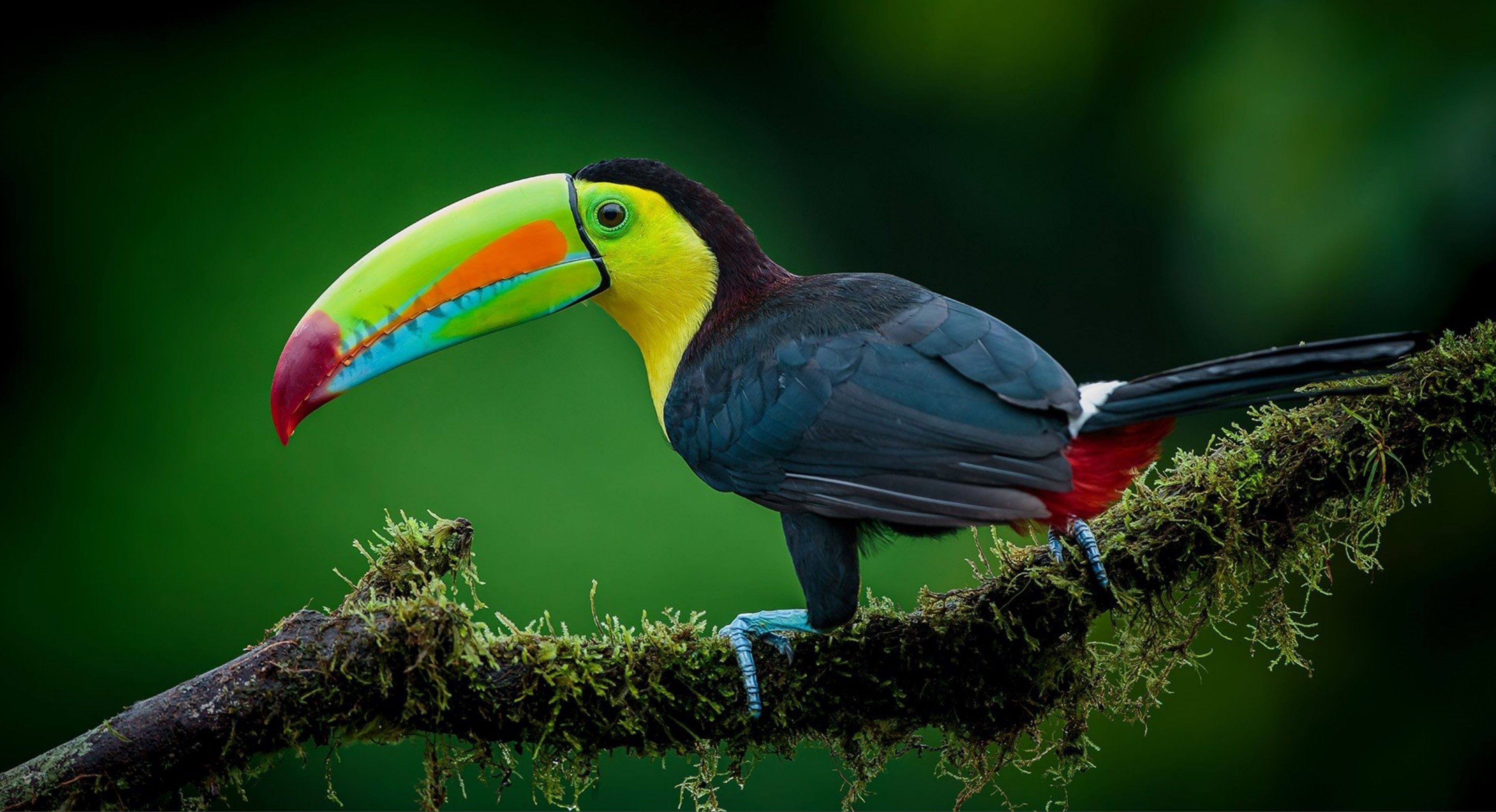 3828x2080 Why Did my Static Wallpaper Change itself to a Toucan After Windows Updates (KB KB5030509) ?? Q&A