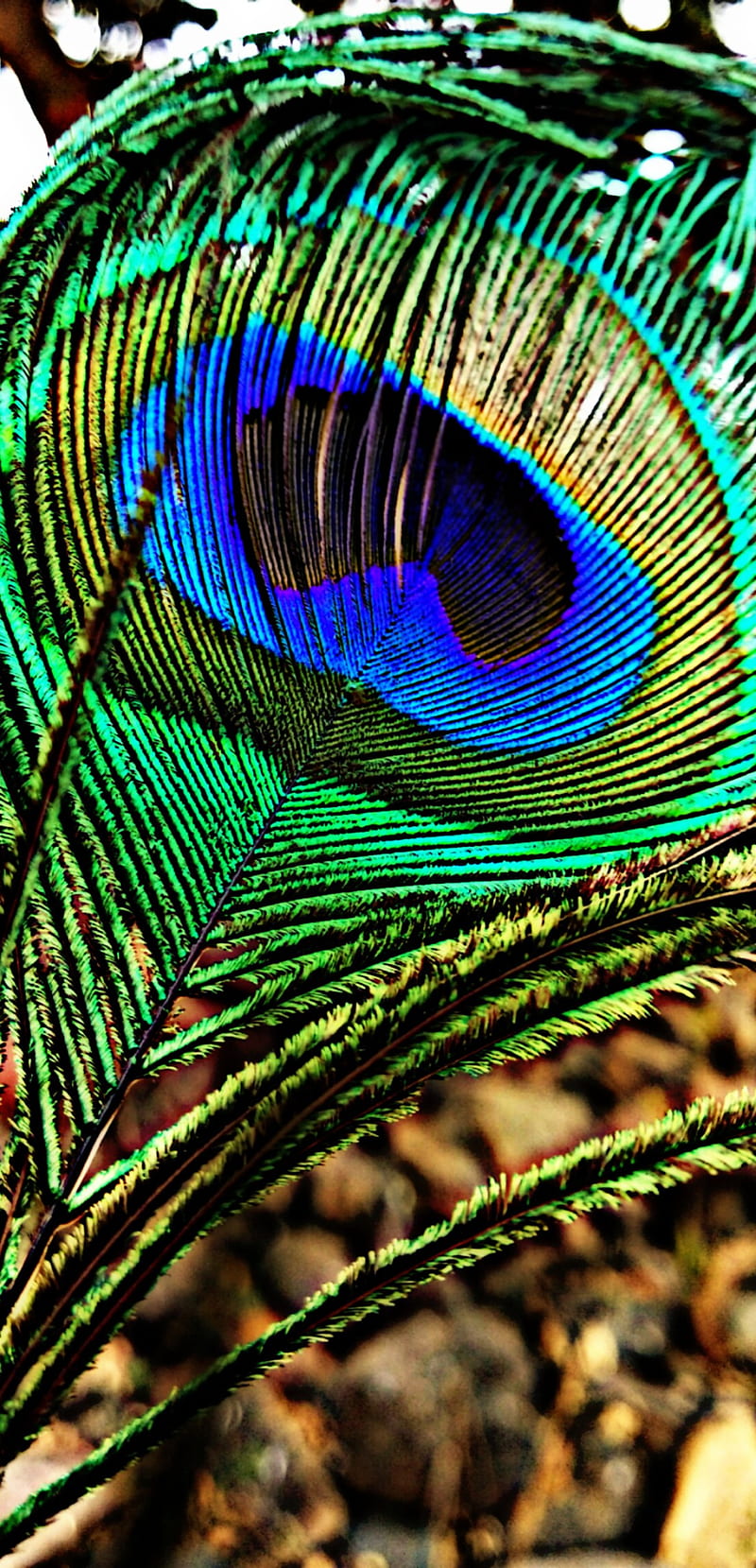 800x1659 Lord God 3D, love, feather, feathers, inspiration, peacock, peacocks, real, HD phone wallpaper