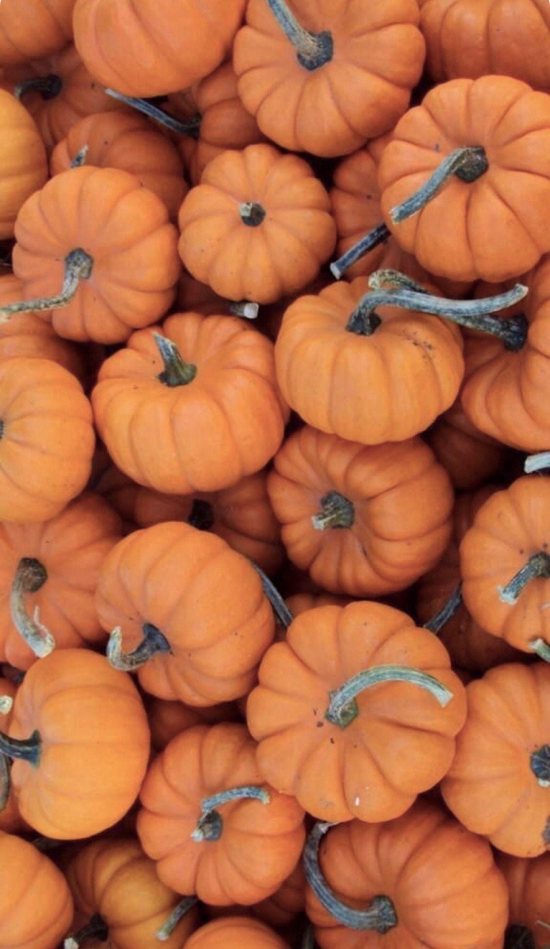 1125x1940 Pumpkin Fall Wallpaper