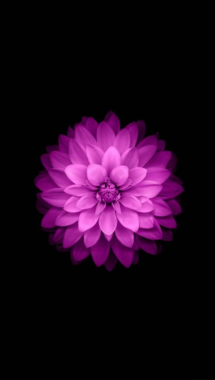 725x1280 IPhone Wallpaper HD Wallpaper™