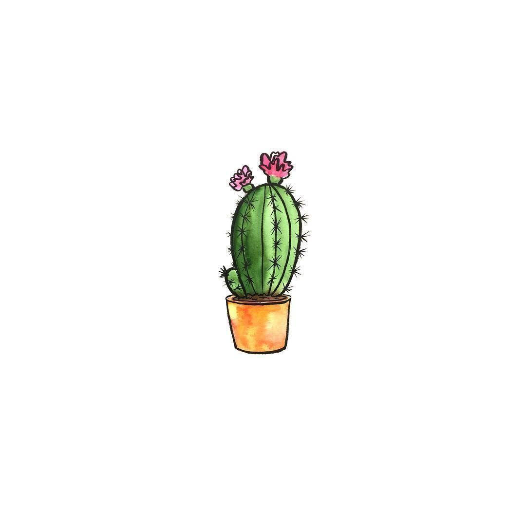 1080x1080 Aesthetic Cactus Profile Pic Wallpaper