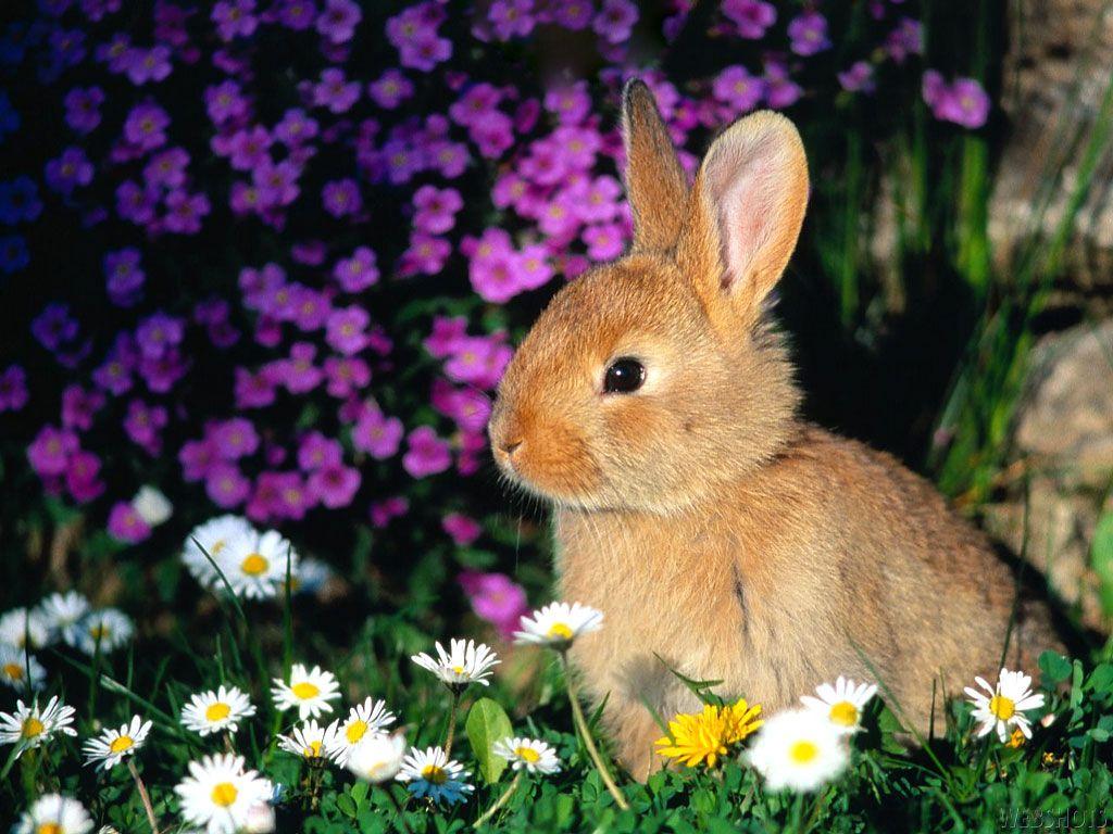 Hình nền 1024x768 Rabbits - Thư viện hình nền động vật thỏ dễ thương