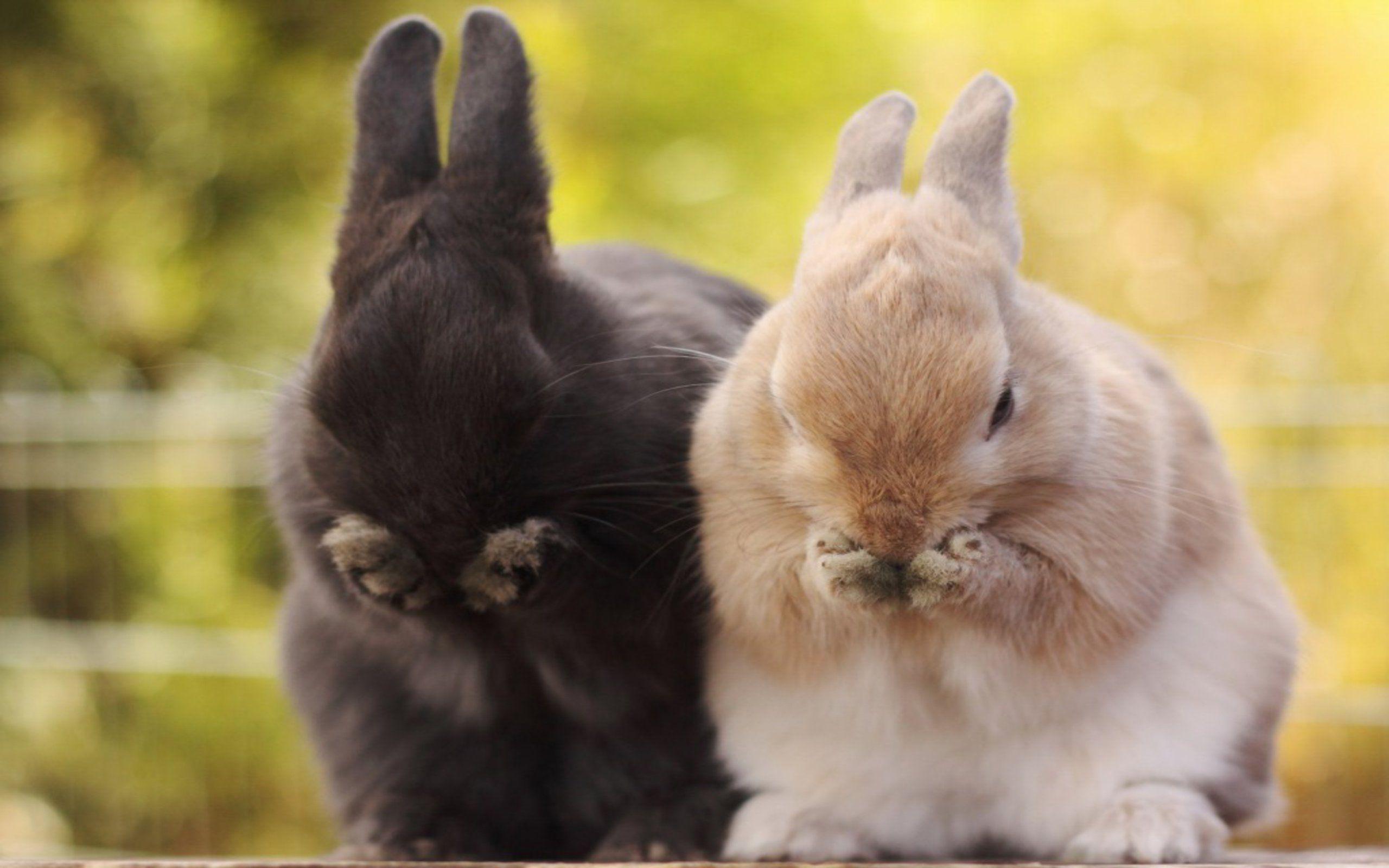Hình ảnh chú thỏ dễ thương 2560x1600, 39 Màn hình rộng HDQ Hình nền bìa của chú thỏ dễ thương