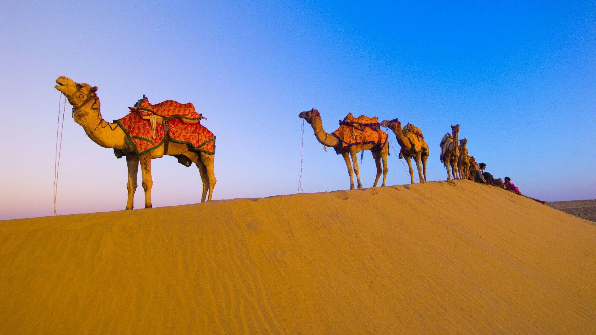 1920x1080 Rajasthani Lạc đà trong sa mạc Hình nền HD https://wallpaperaccess.com/full/481195.jpg