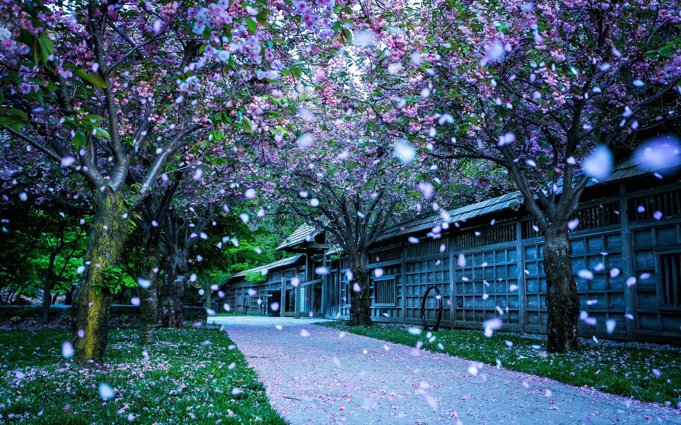 2880x1800 Free download Mississauga Kariya Park Canada Wallpaper HD Wallpaper [2880x1800] for your Desktop, Mobile & Tablet. Explore Wallpaper Mississauga Ontario. Wallpaper Ontario, Brick Wallpaper Ontario, Wallpaper Suppliers Ontario