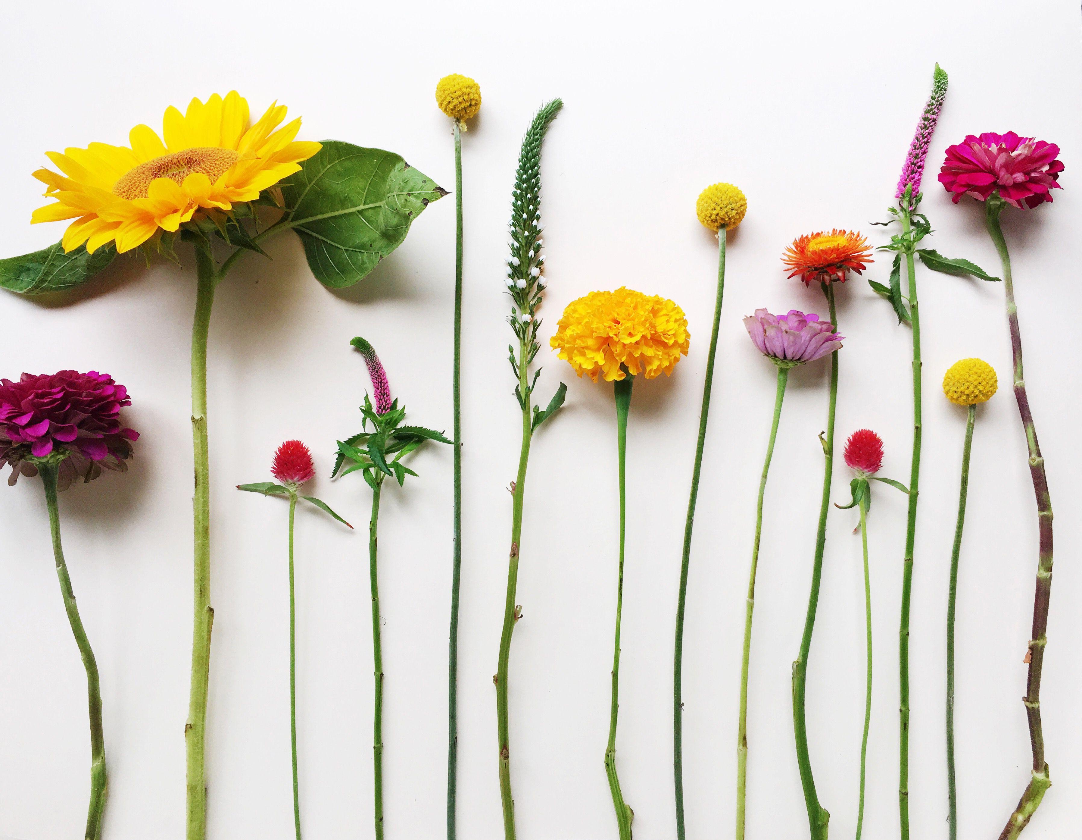 3593x2788 Floral Wallpaper For Laptop