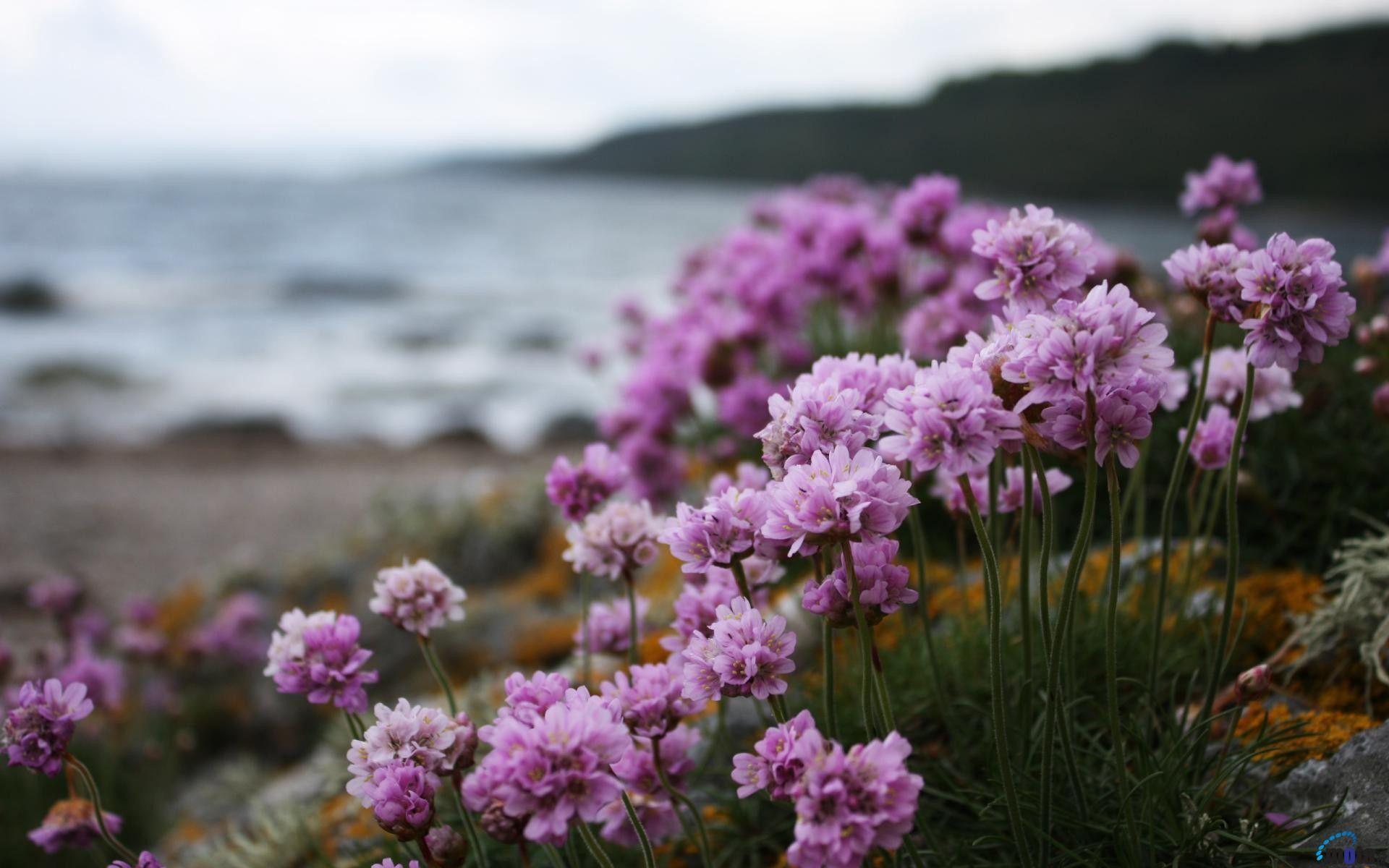 1920x1200 Flower Wallpaper Laptop Most Beautiful Flowers Animated On The Beach
