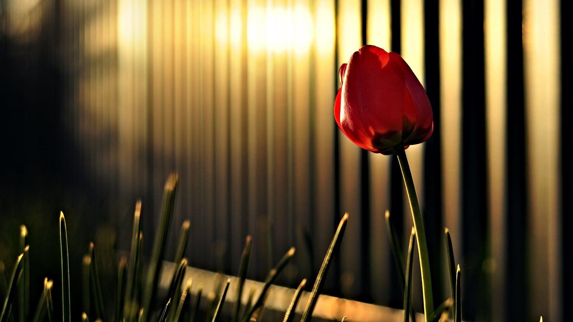 1920x1080 1920x Best Desktop Flower Wallpaper HD Full Pics Flower Wallpaper For Desktop Background