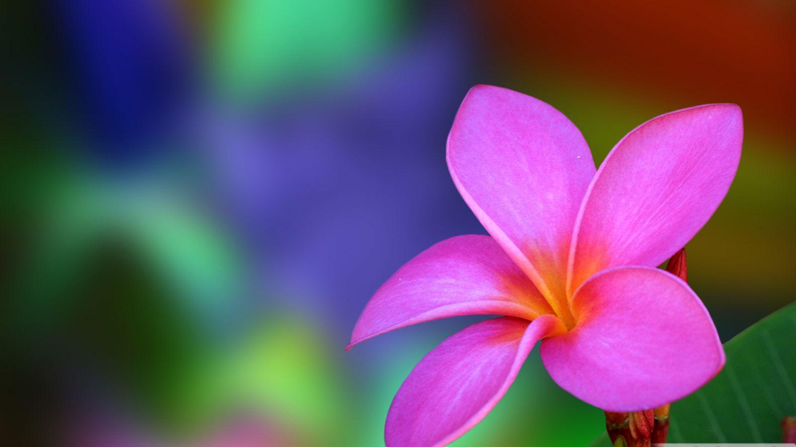 1600x900 Free download screen wallpaper flower computer scenery wallpaper laptops [1920x1200] for your Desktop, Mobile & Tablet. Explore Flower Laptop Wallpaper. Free Flower Wallpaper, Beautiful Fall Flowers Laptop Wallpaper