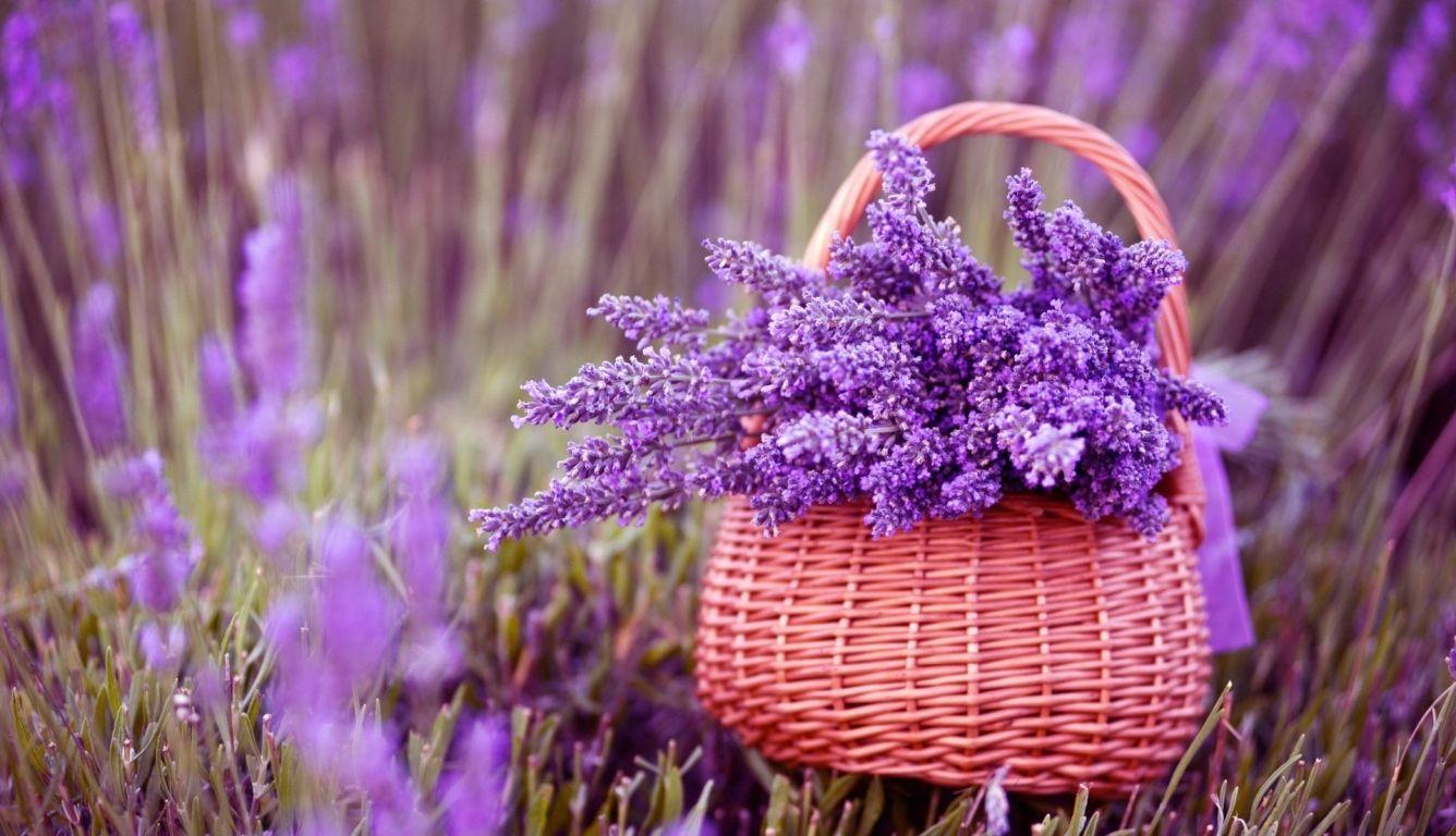 1336x768 Basket Of Lavender Purple Flower HD Laptop Wallpaper, HD Flowers 4K Wallpaper, Image, Photo and Background