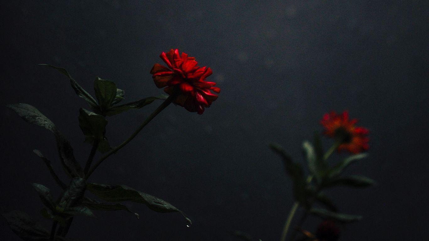 1366x768 Download wallpaper 1366x768 flower, bud, red, dark, stem tablet, laptop HD background