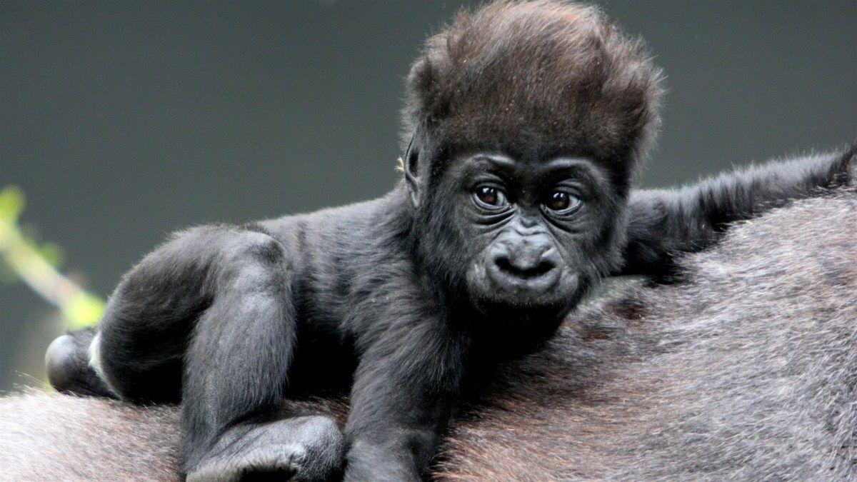 cute baby gorillas
