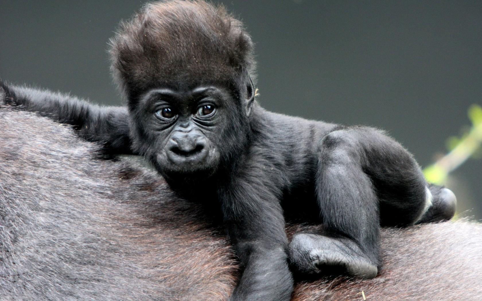 1680x1050 Only A Mother Could Love Baby Gorilla Back HD Wallpaper Gorillas HD HD Wallpaper