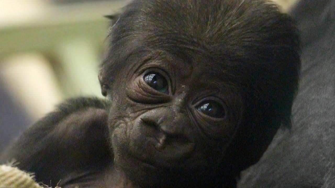 Baby Gorilla Wallpapers Top Free Baby Gorilla Backgrounds Wallpaperaccess