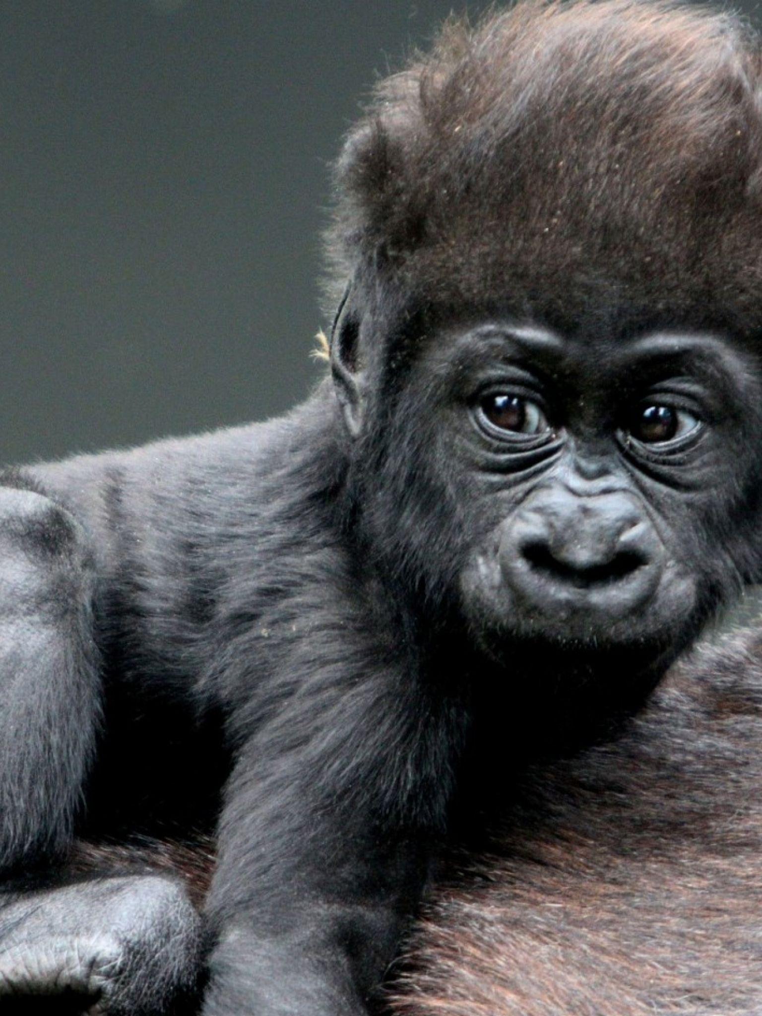 cute baby mountain gorillas