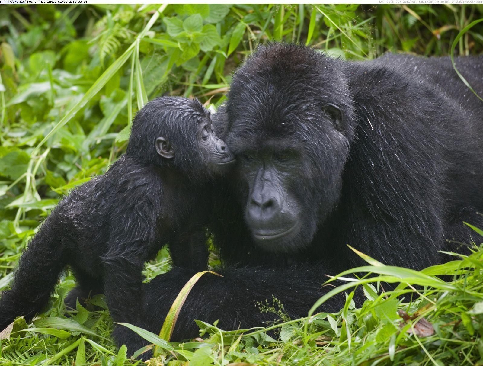 1600x1212 Your African Safari. Baby gorillas, Mountain gorilla, Eastern gorilla