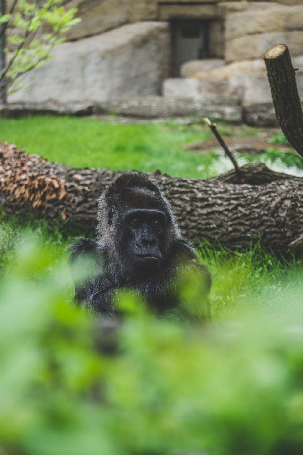 1000x1500 Baby Gorilla Picture. Download Free Image