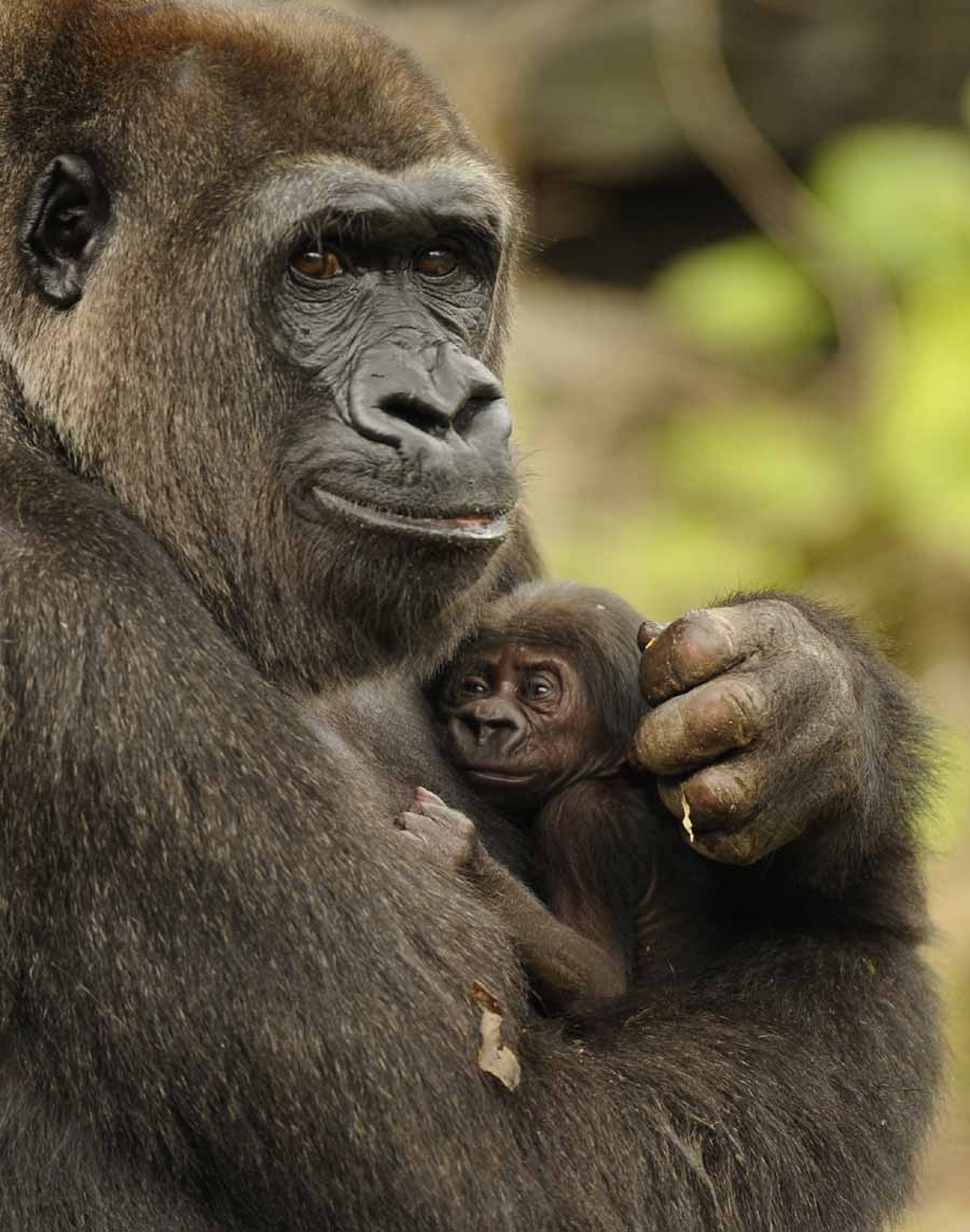 900x1143 Endangered Gorilla Born at Disney's Animal Kingdom. Disney Parks Blog