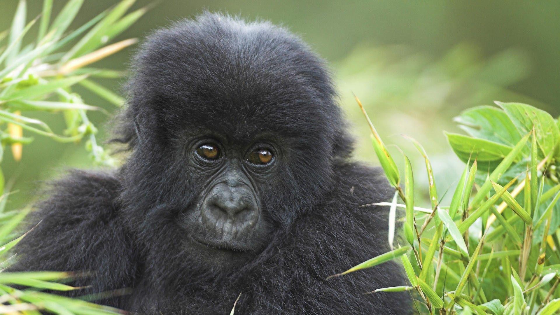 1920x1080 Baby gorilla wallpaper. Wallpaper Wide HD