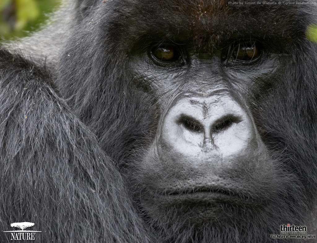 1024x786 Gorilla Face Closeup. Mountain gorilla, Gorilla wallpaper, Gorilla