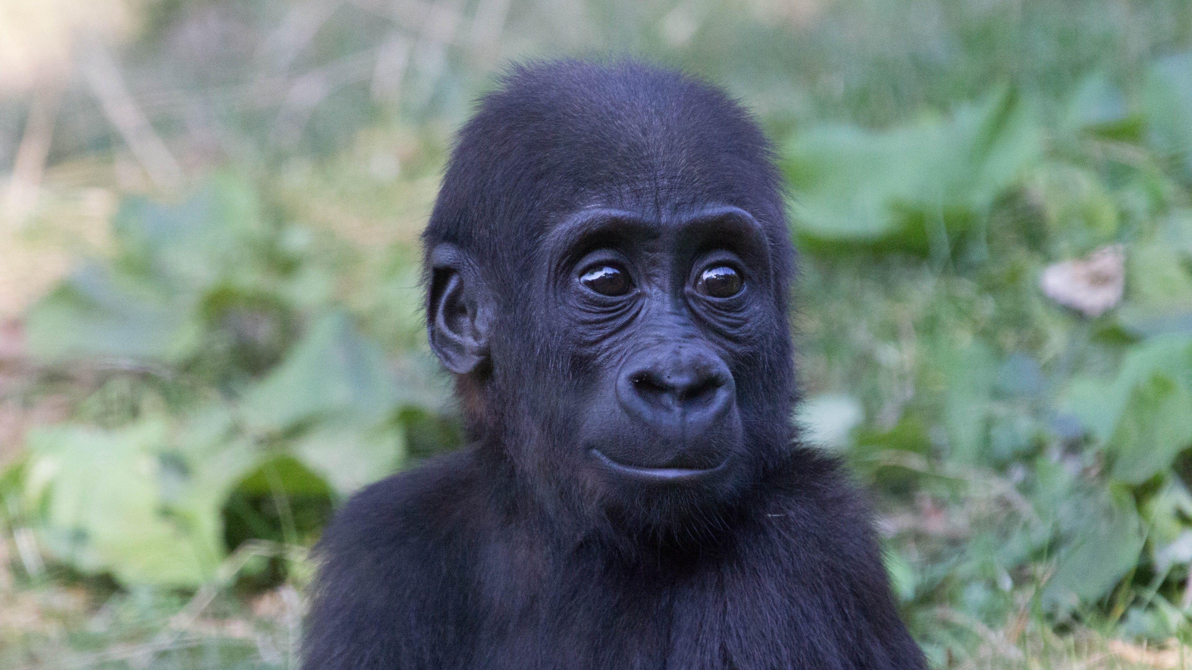 3840x2160 Download 3840x2160 Baby Gorilla, Looking Away, Muzzle Wallpaper for UHD TV