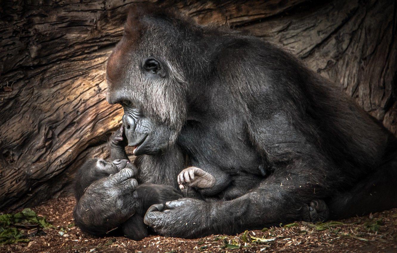 1332x850 Wallpaper love, baby, gorilla, mom image for desktop, section животные