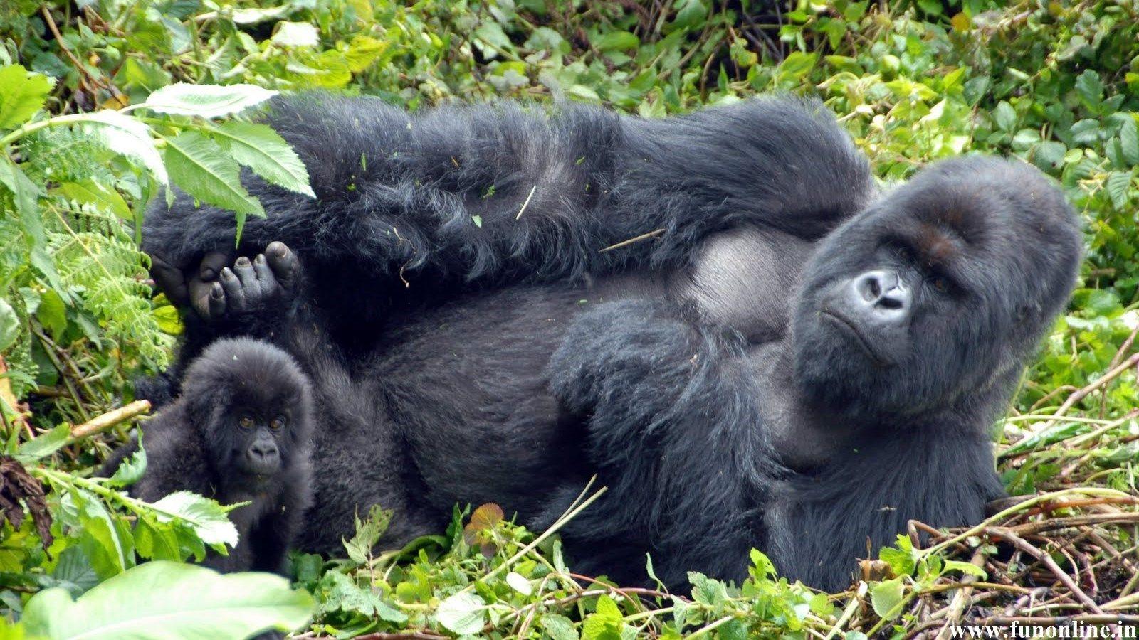 1600x900 HD Gorilla Wallpaper
