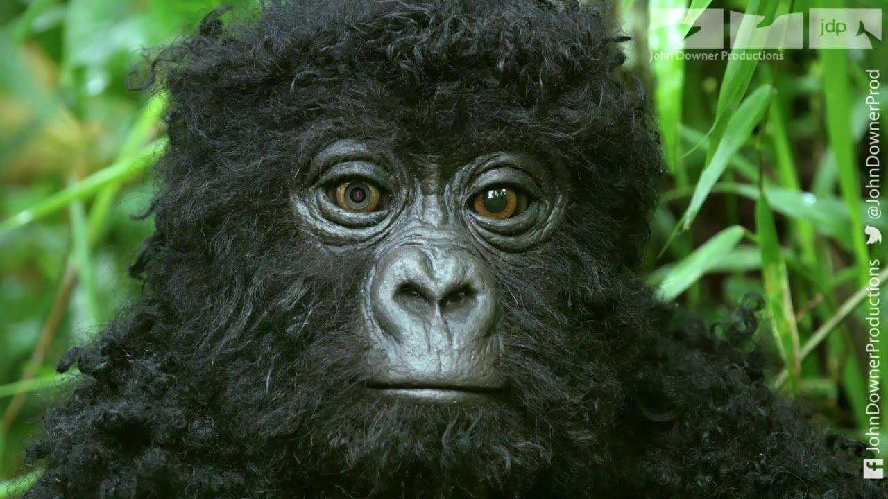 1280x720 Will Robot Spy Gorilla Be Welcomed By The Great Silverback?