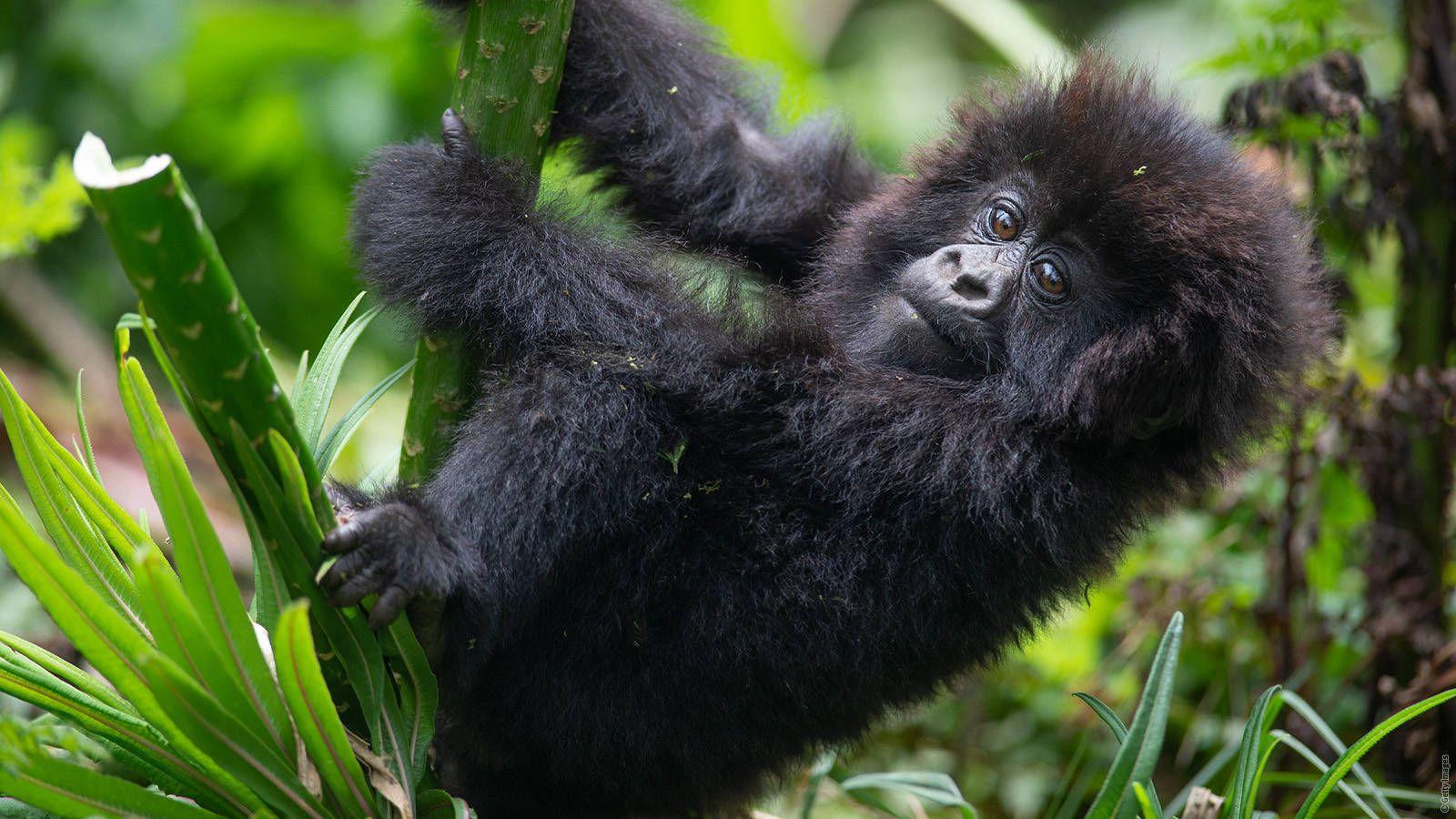 1600x900 Auba, Hector and Bernd name baby gorillas