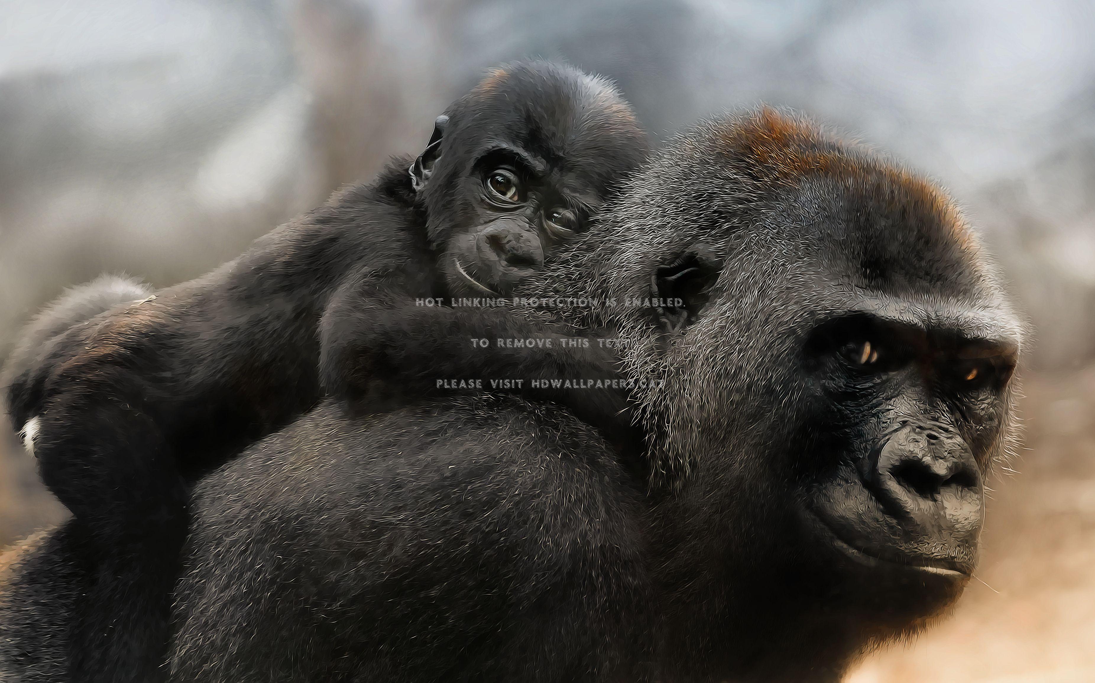 3704x2313 true love baby gorilla monkey ape youngster