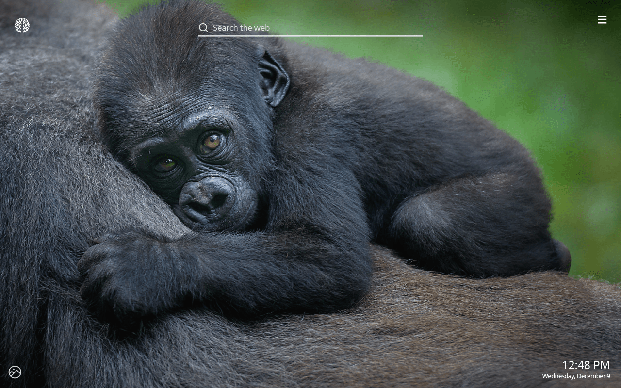 1280x800 Gorilla HD Wallpaper New Tab Theme