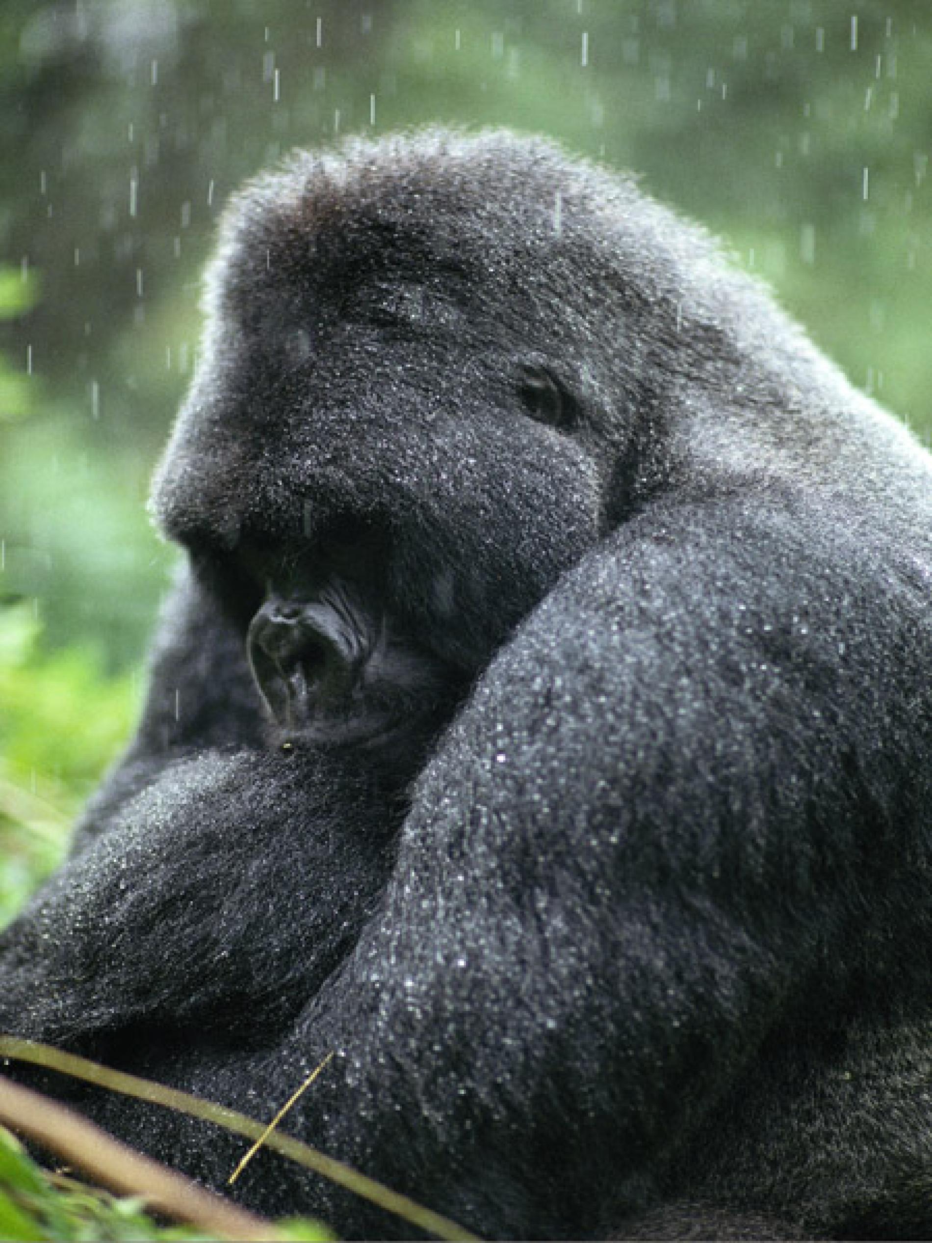 1900x2533 Gorilla Picture