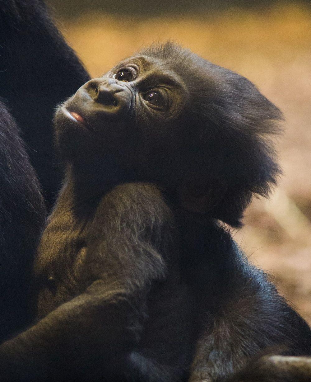 1000x1227 Baby Gorilla Picture. Download Free Image