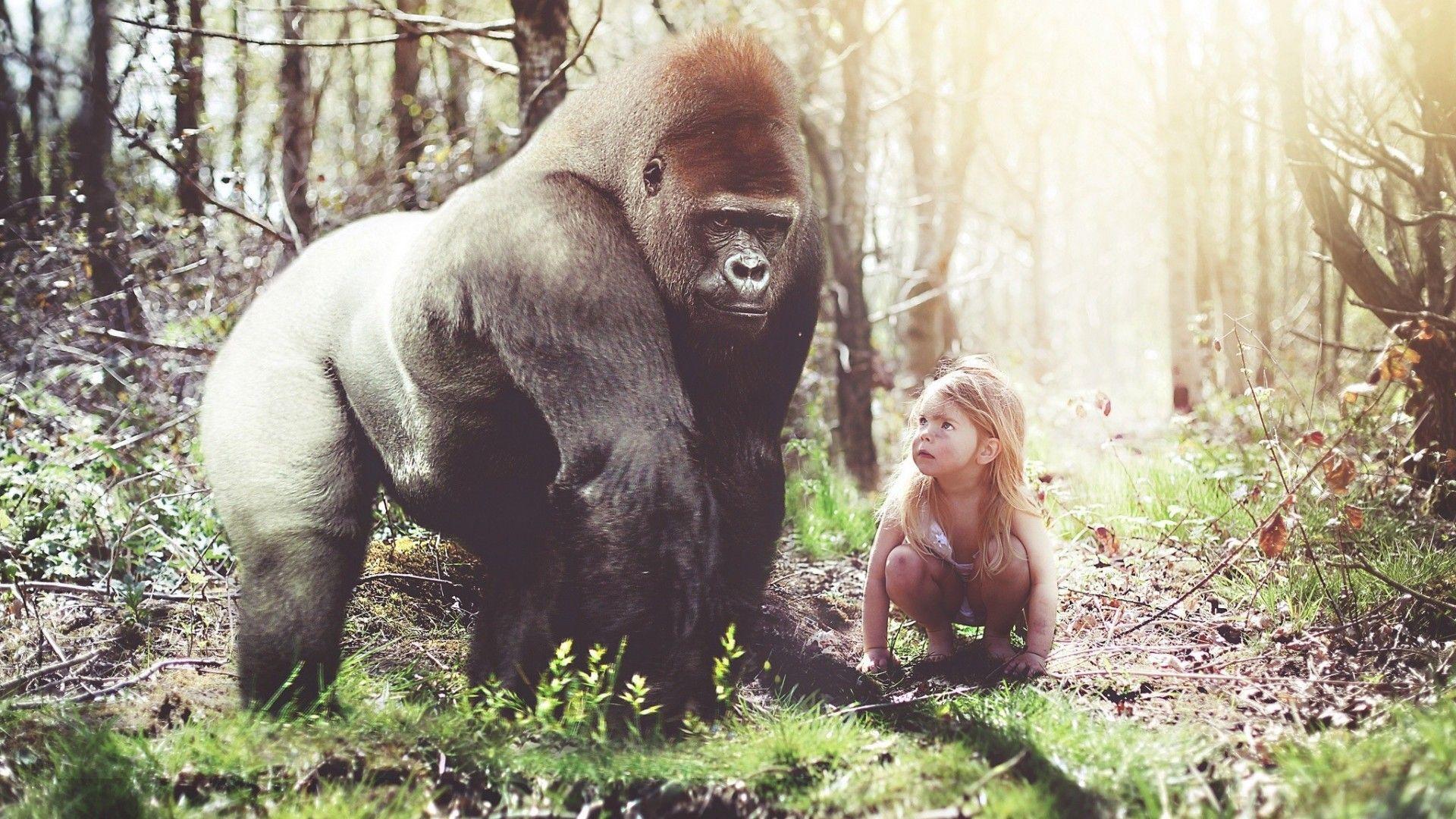 1920x1080 Child With Gorilla Wallpaper. Gorilla wallpaper, Gorilla, Animal wallpaper