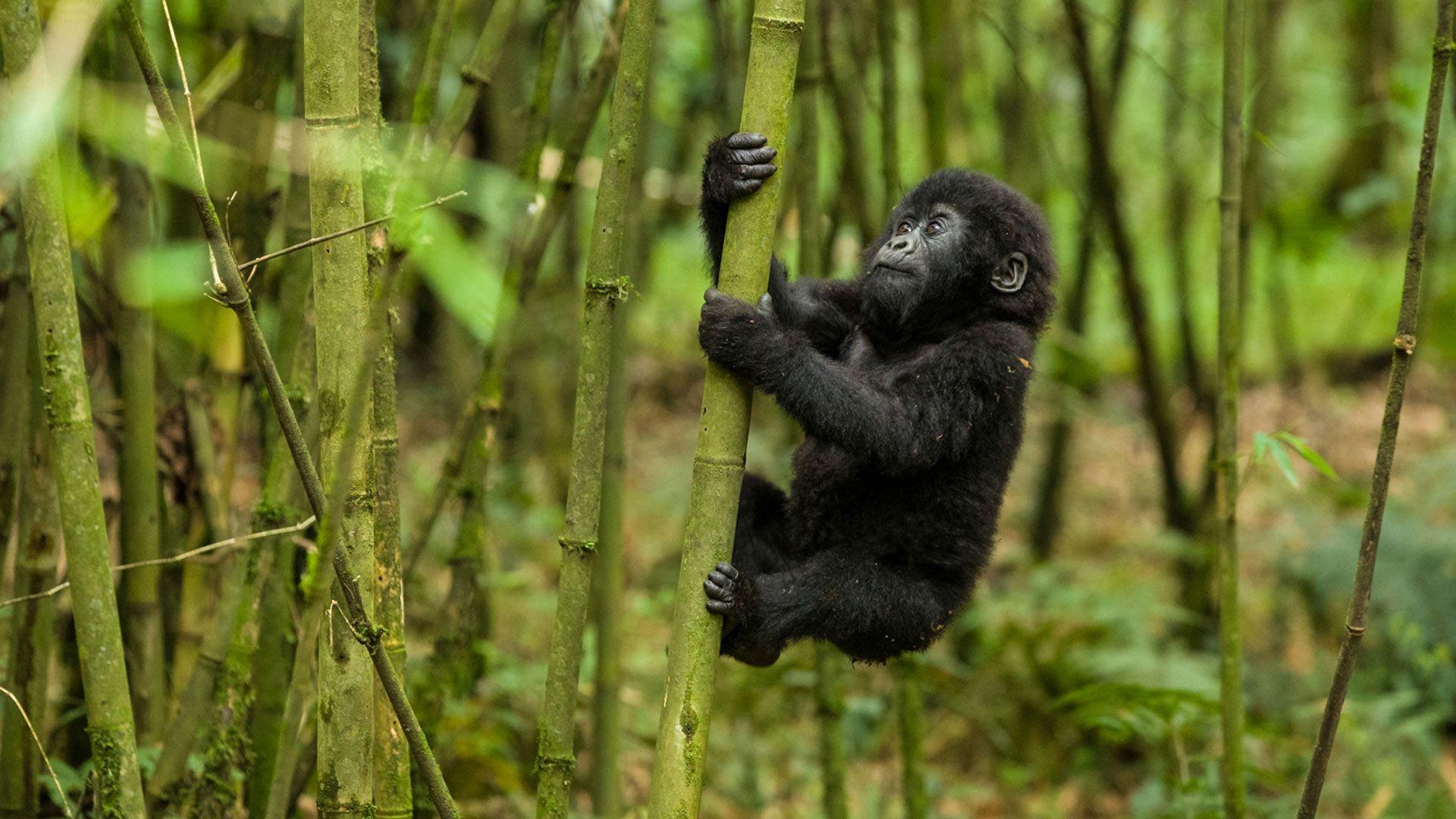 1920x1080 Gorilla Wallpaper HD HD Wallpaper