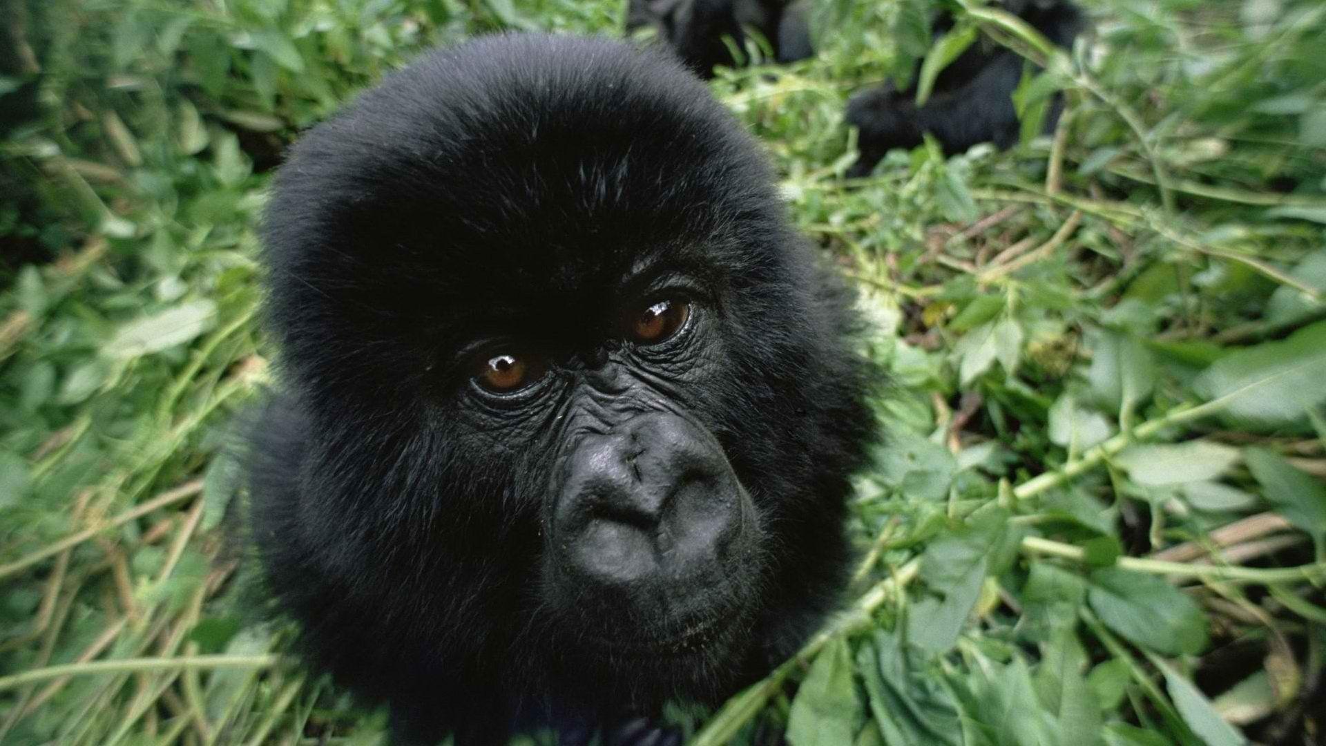 1920x1080 Gorillas baby animals wallpaperx1080