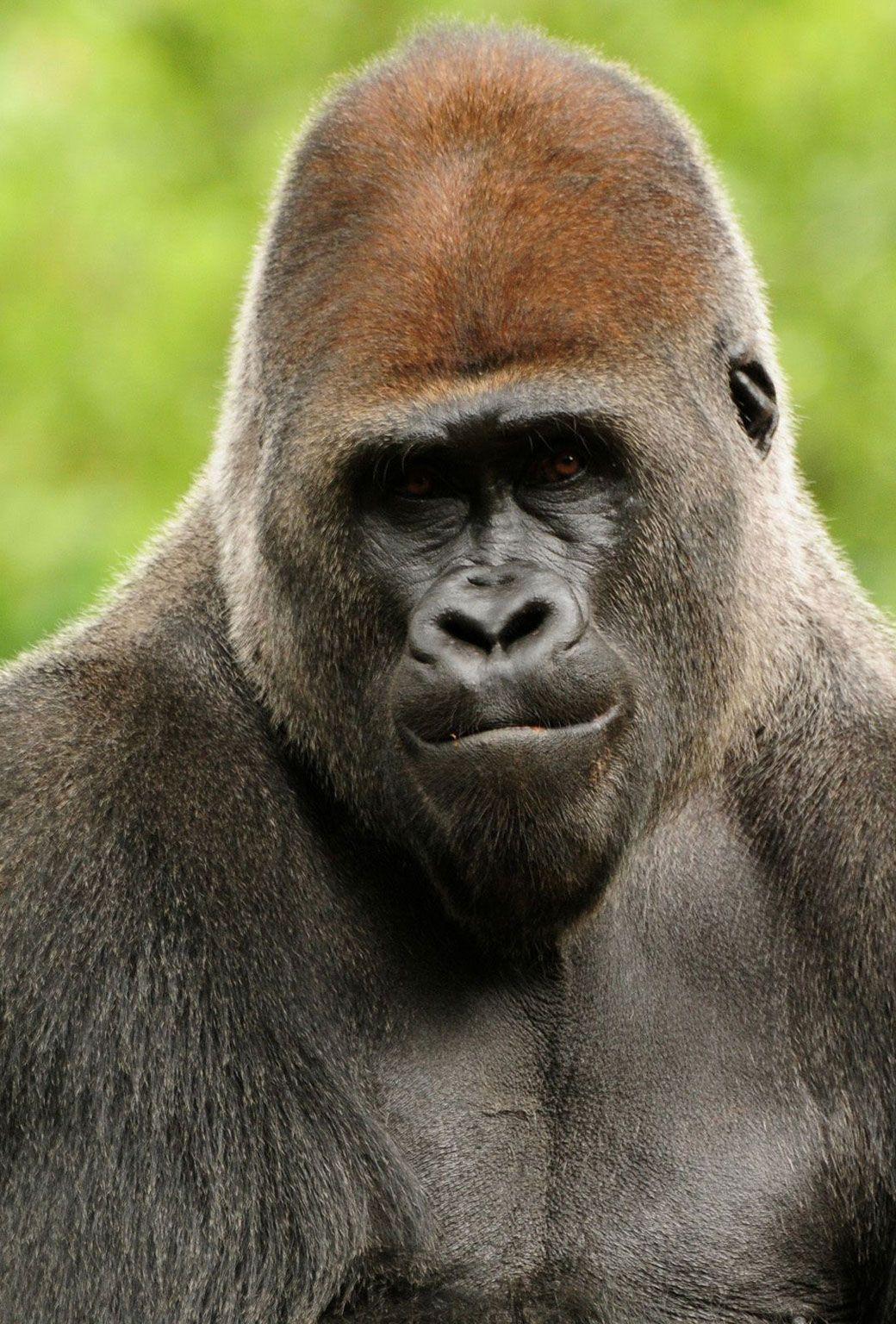 1040x1536 Baby Gorilla iPhone Wallpaper